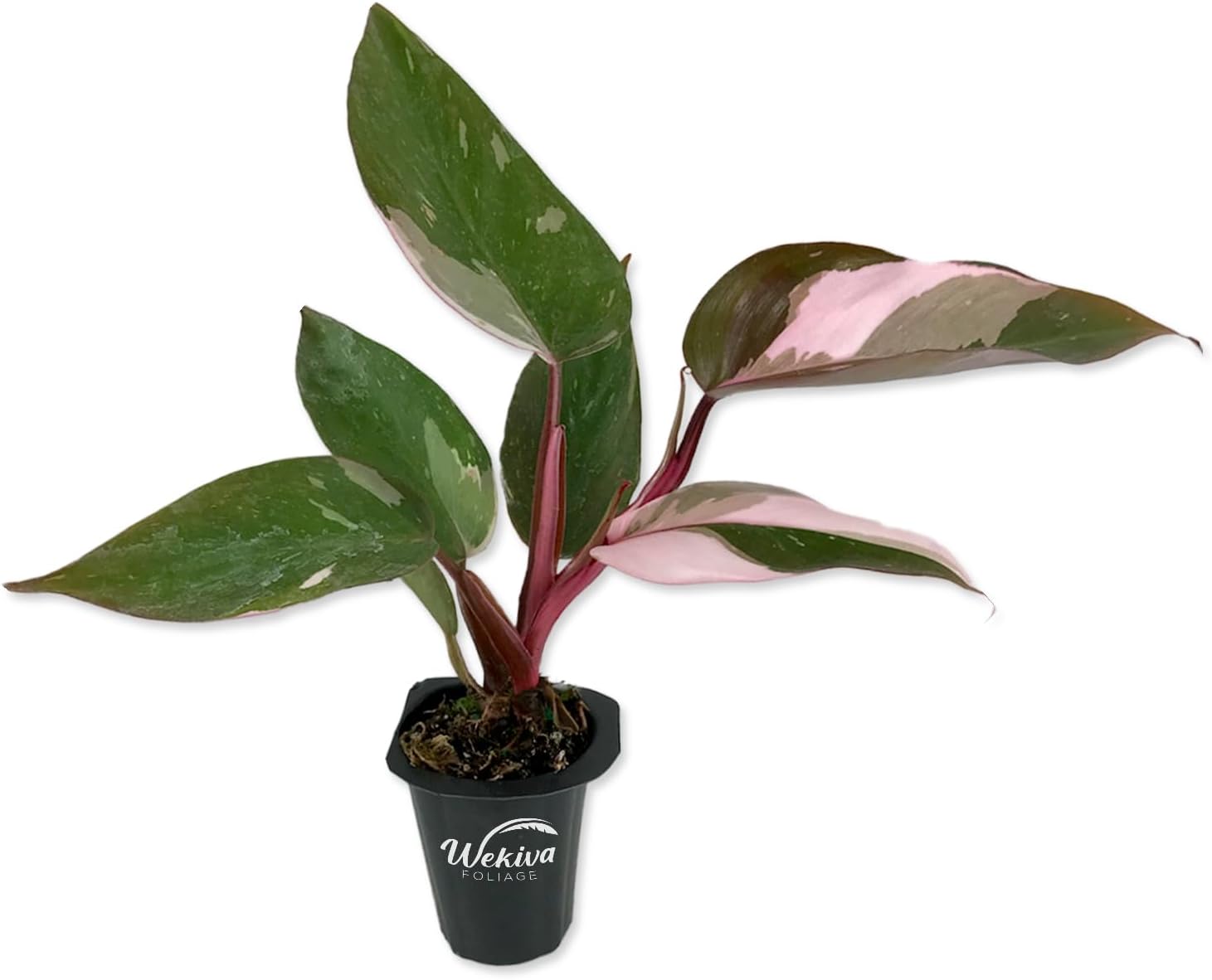 Pink princess philodendron popular high varigation live plant