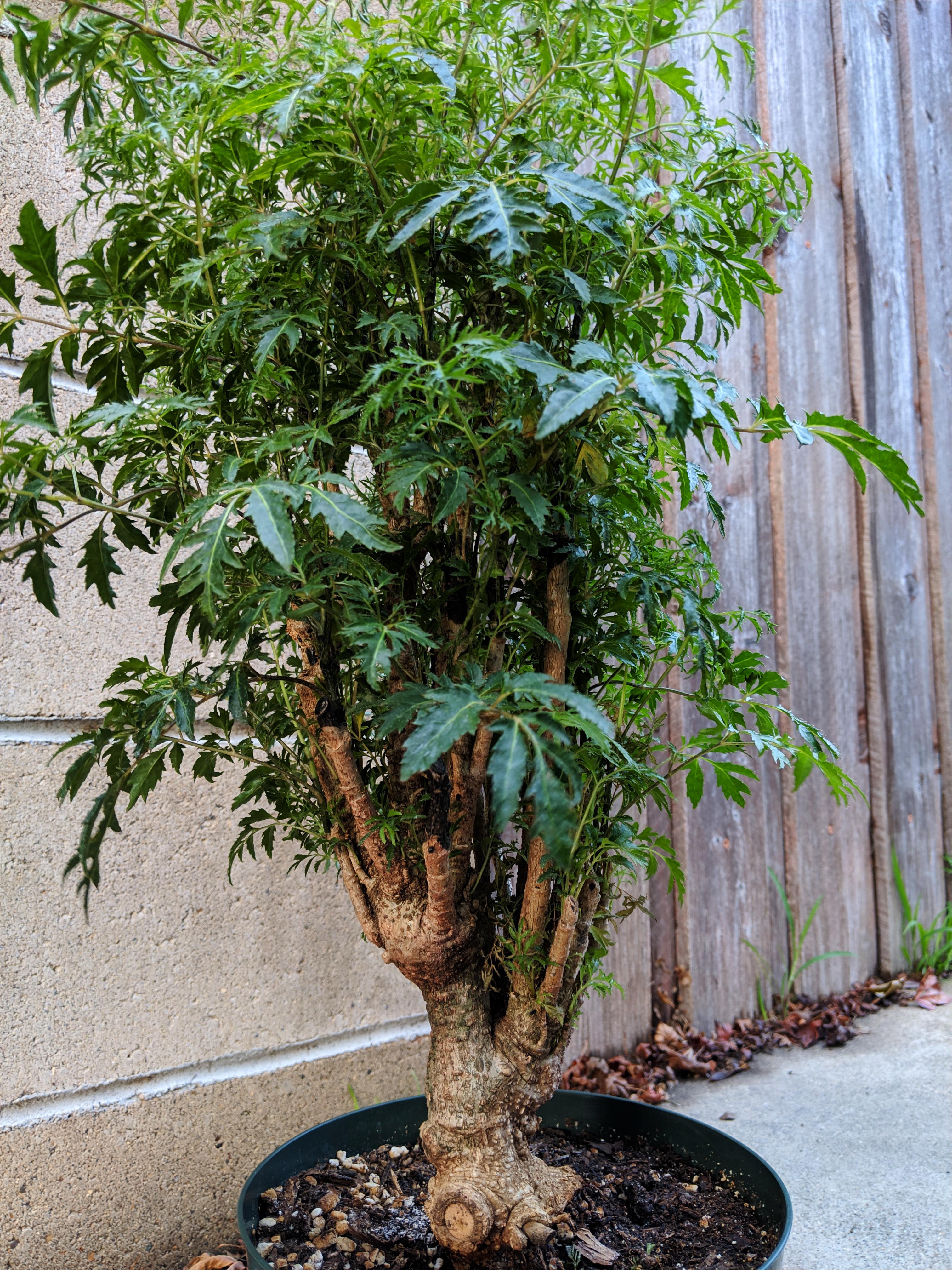 Ming Aralia - Live Plant in a 10 Inch Pot - Polyscias Fruticosa - Beau –  Wekiva Foliage