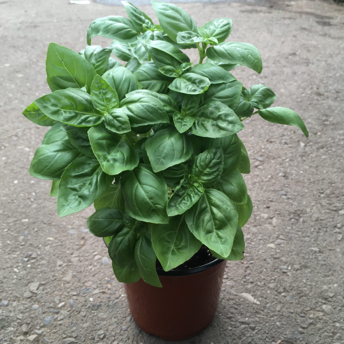 Basil Plant Live Plant in a 4 Inch Pot Ocimum Basilicum Grower s Choice Based on Health Season and Availability Indoor Outdoor Edible Herbs