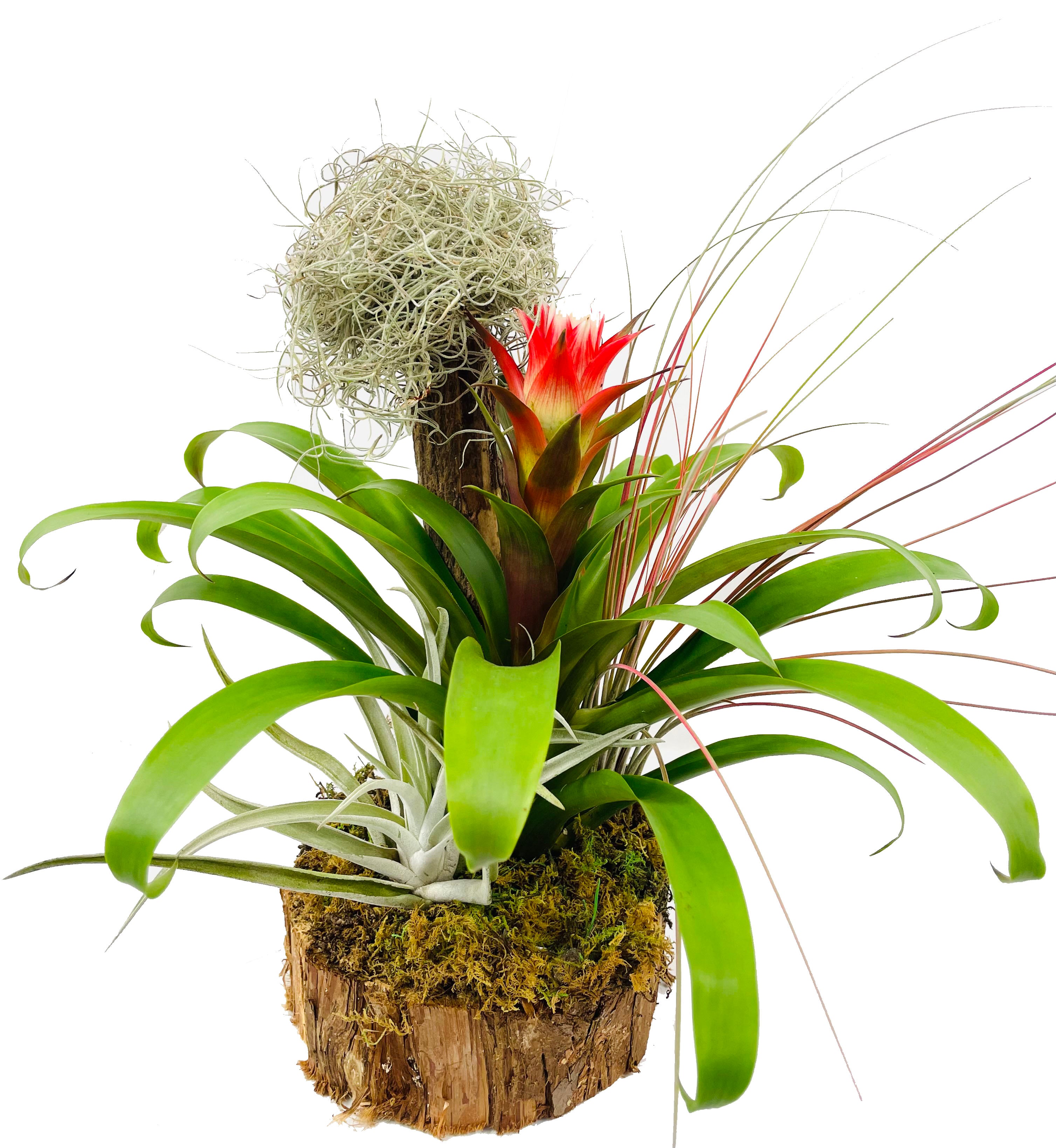 Bromeliad and Air Plant Tree - Live Plants - Hand Crafted Plant Arrangement - Air Purifying - Florist Quality Colorful Indoor Tropical Houseplant - 30