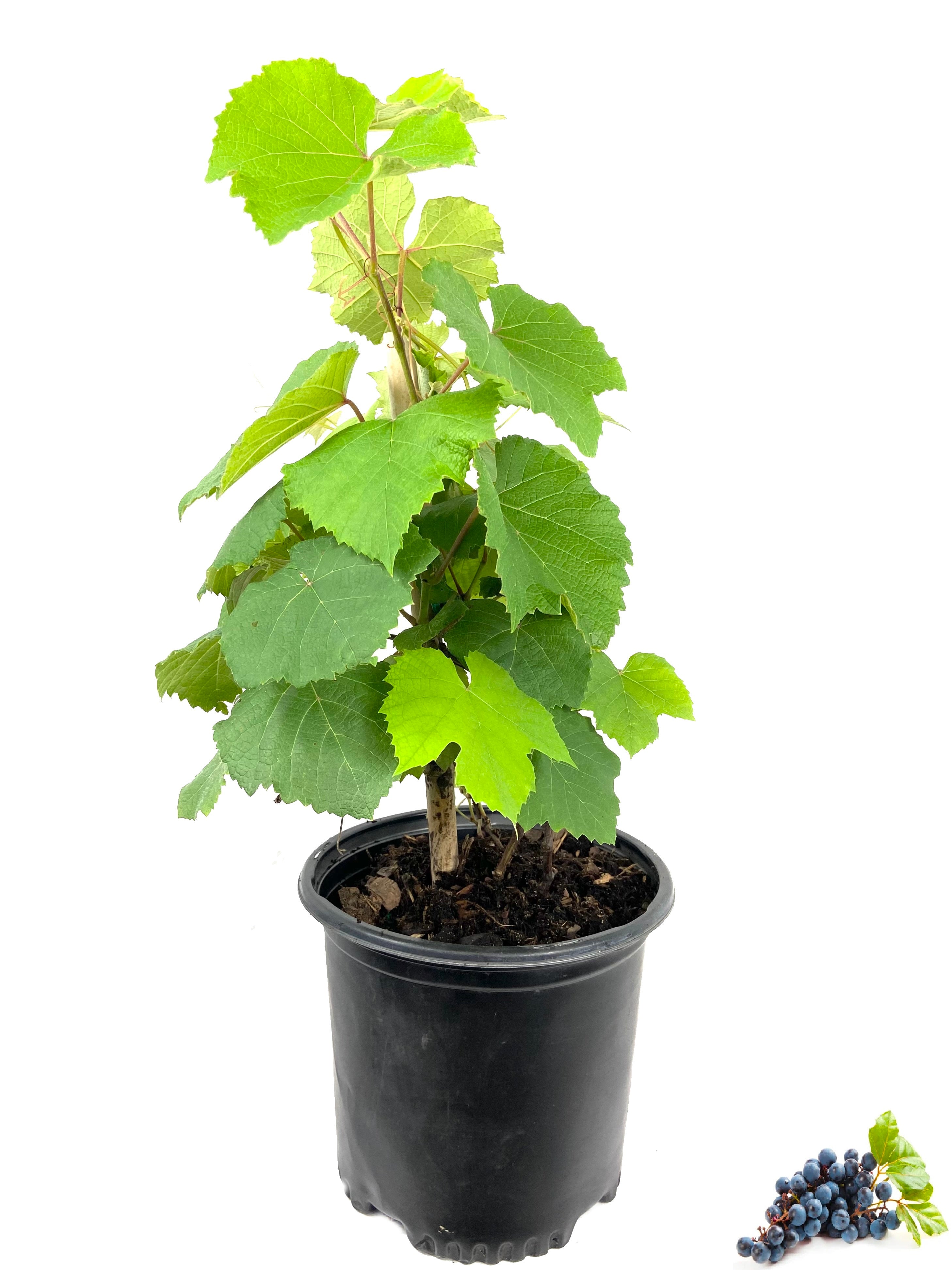 Plant Pin - Grape ⋆ Indoor Plants Supplies