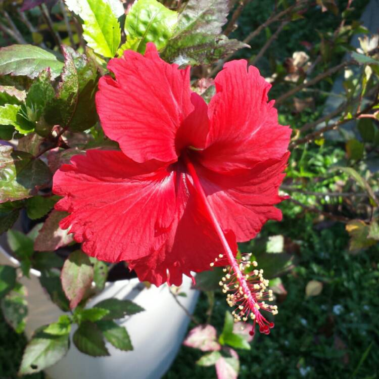 Buy Hibiscus, Gudhal Flower (Red) - Plant online from Nurserylive