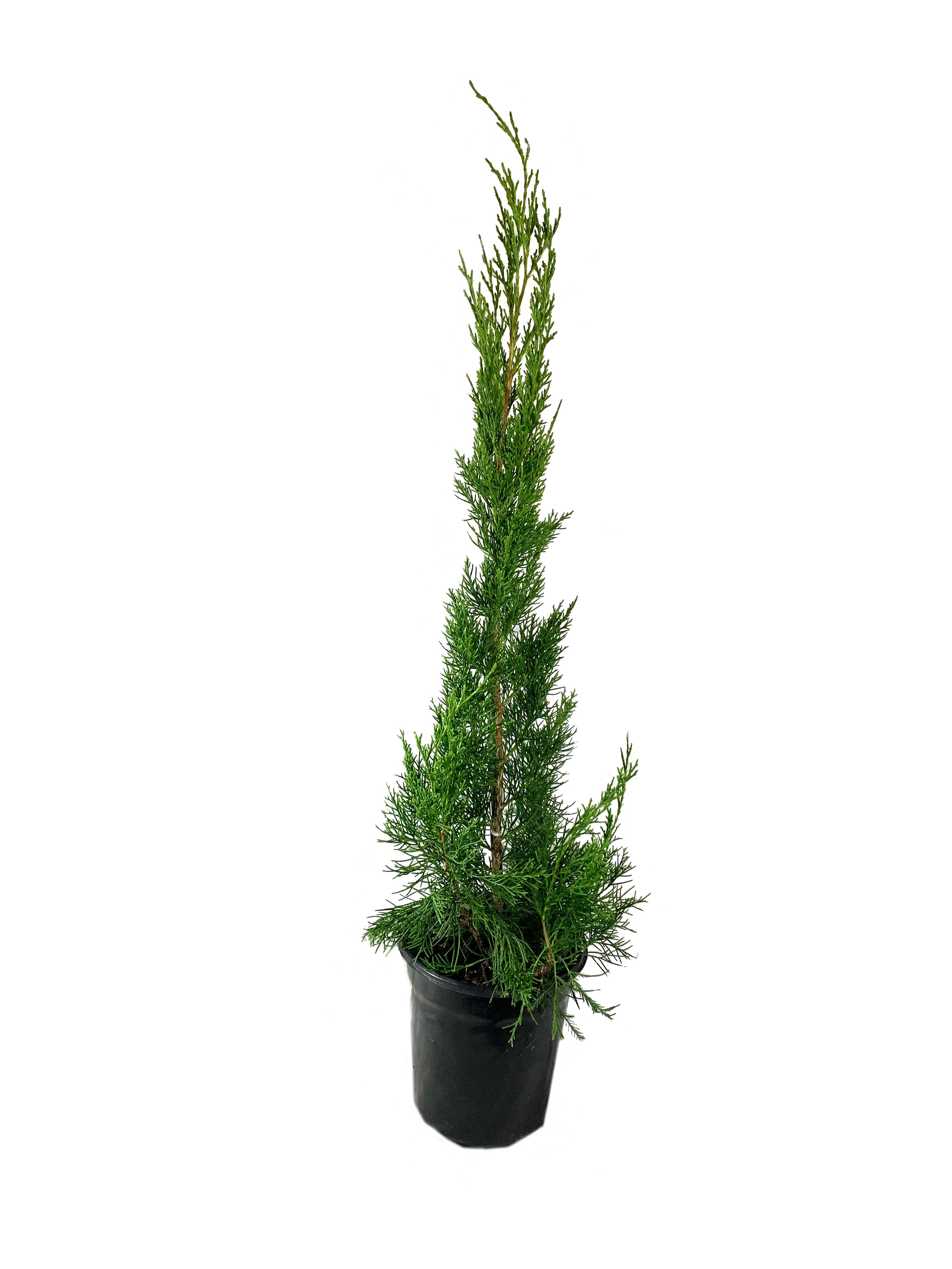 Red Cedar Brodie Juniper Live Plant in a 6 Inch Pot Juniperus