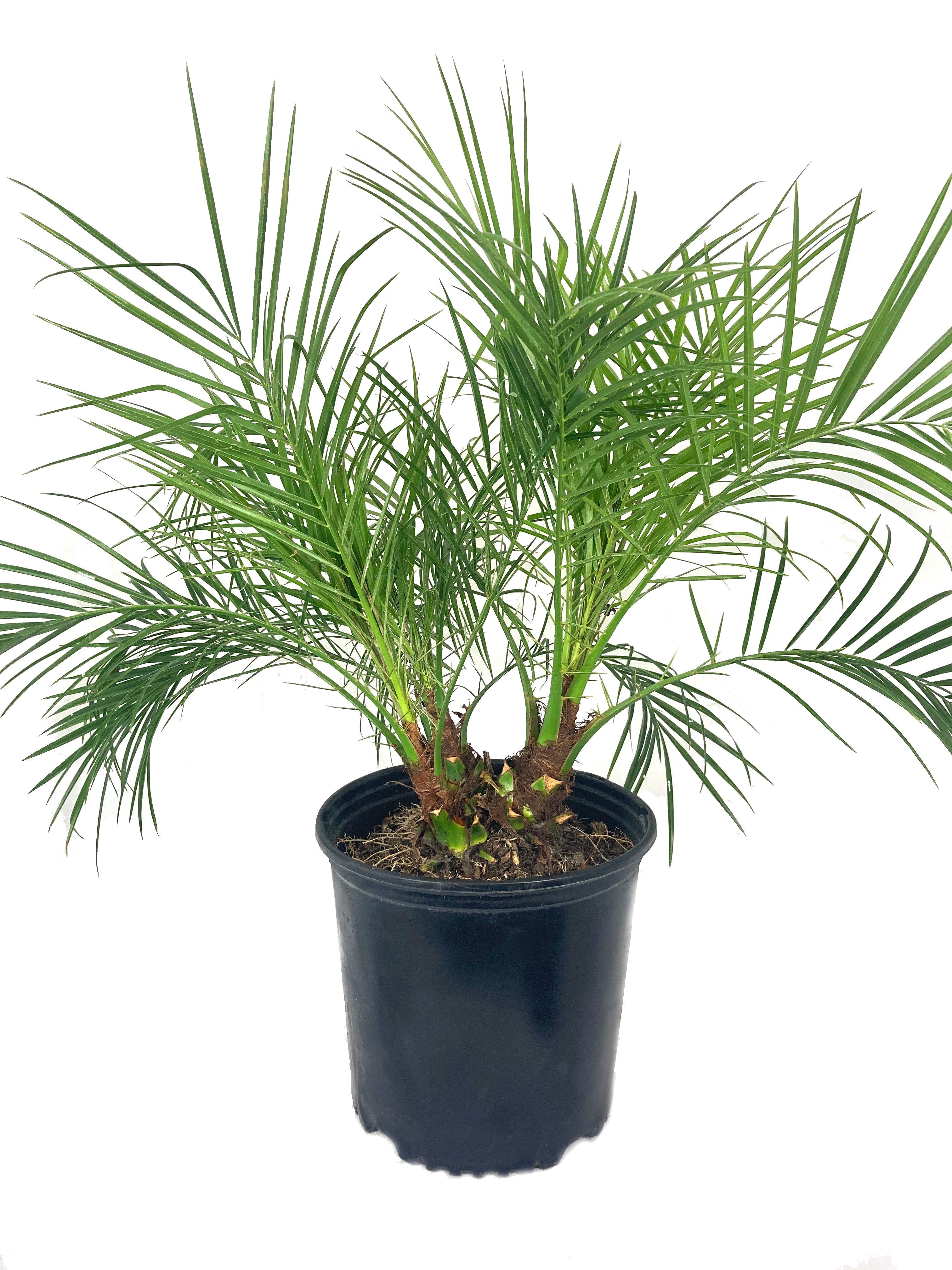 Roebelenii Palm Tree Plant Live - Overall Height 30