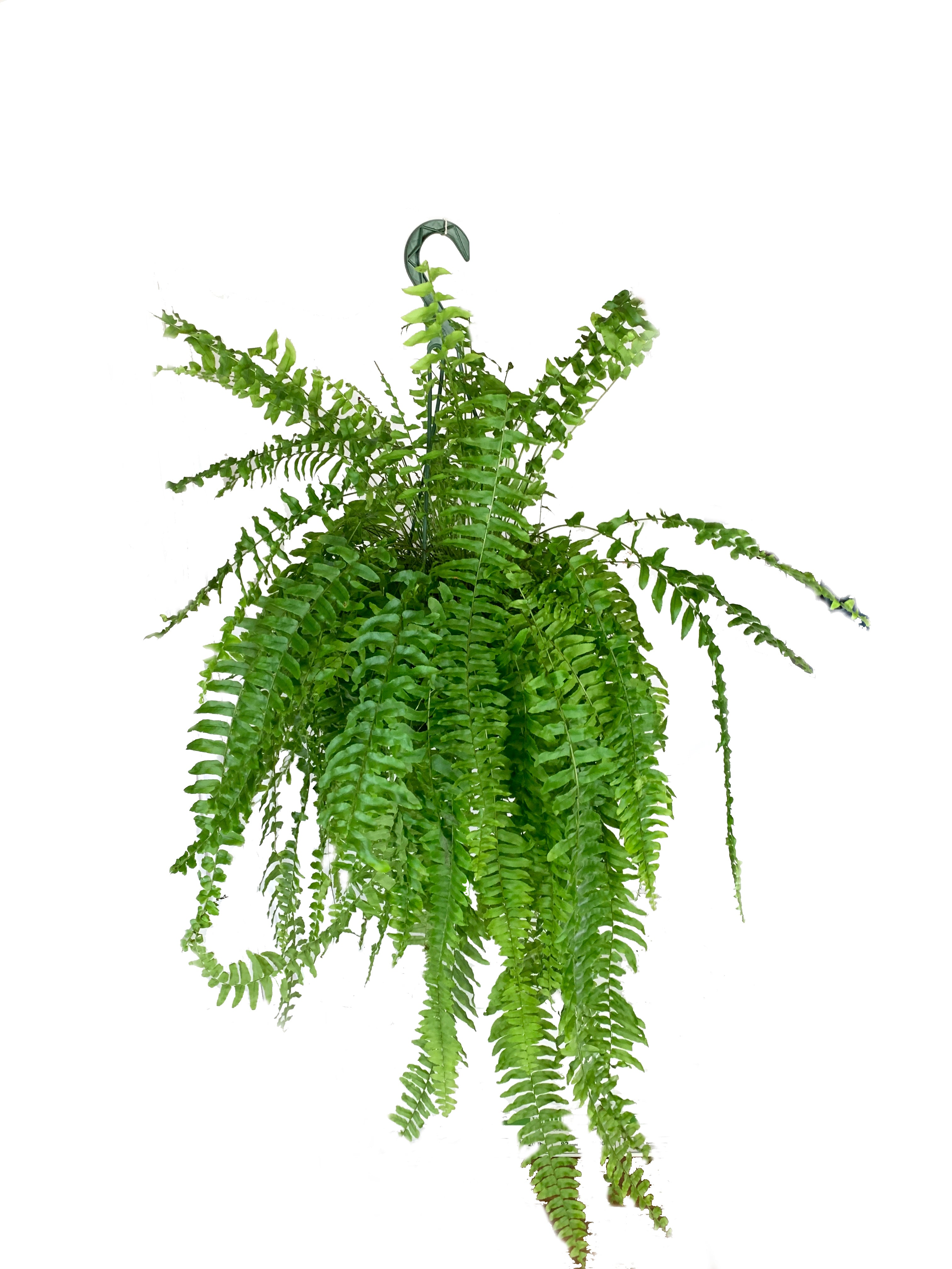 Boston Fern Hanging Basket Live Plant in An 10 in. Pot Nephrolepis exaltata Beautiful Indoor Air Purifying Fern