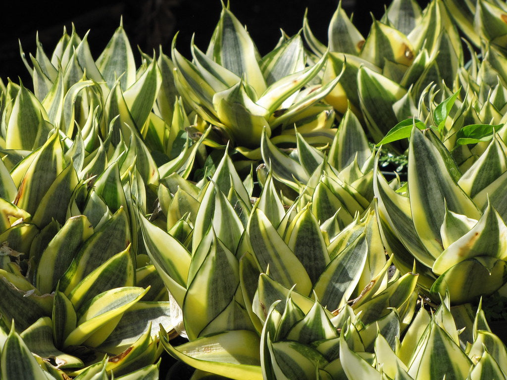 The Ultimate Guide to Buying and Caring for Snake Plants