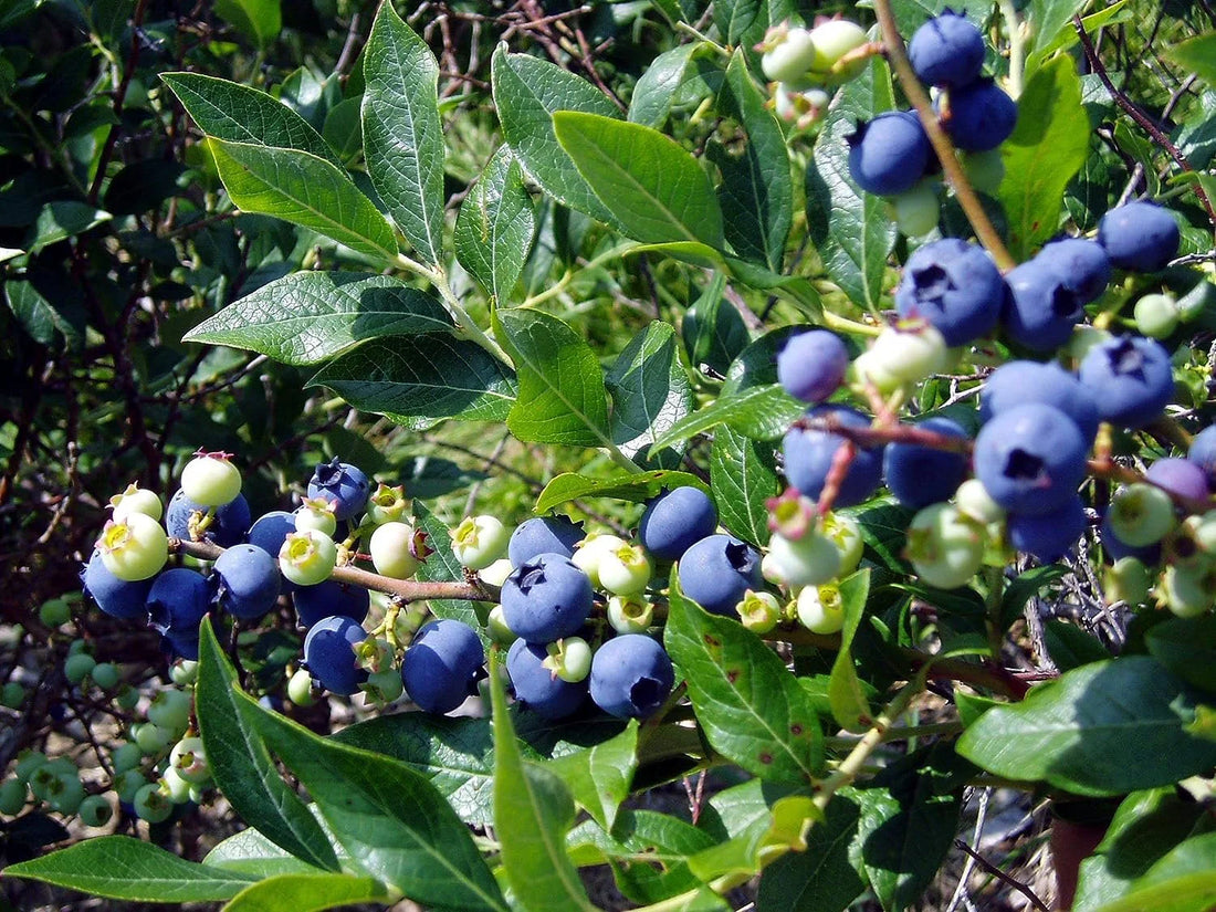 The Surprising Science Behind Growing Perfect Blueberries