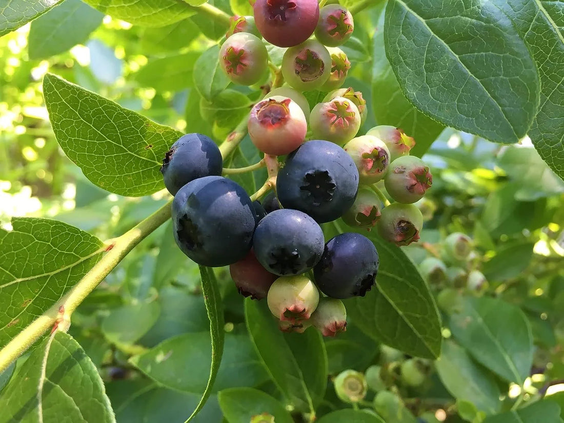 Blueberry Bliss: How to Keep Your Plants Thriving All Year Long