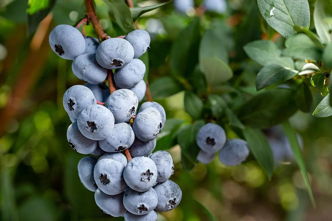 Avoid These Common Mistakes When Growing Blueberries