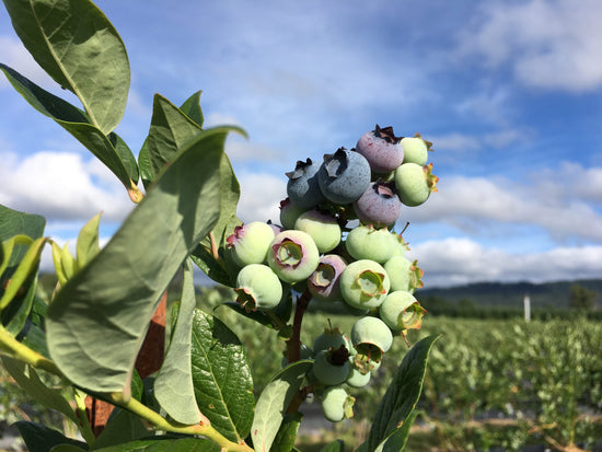 How Much Sun Do Blueberry Plants Need?