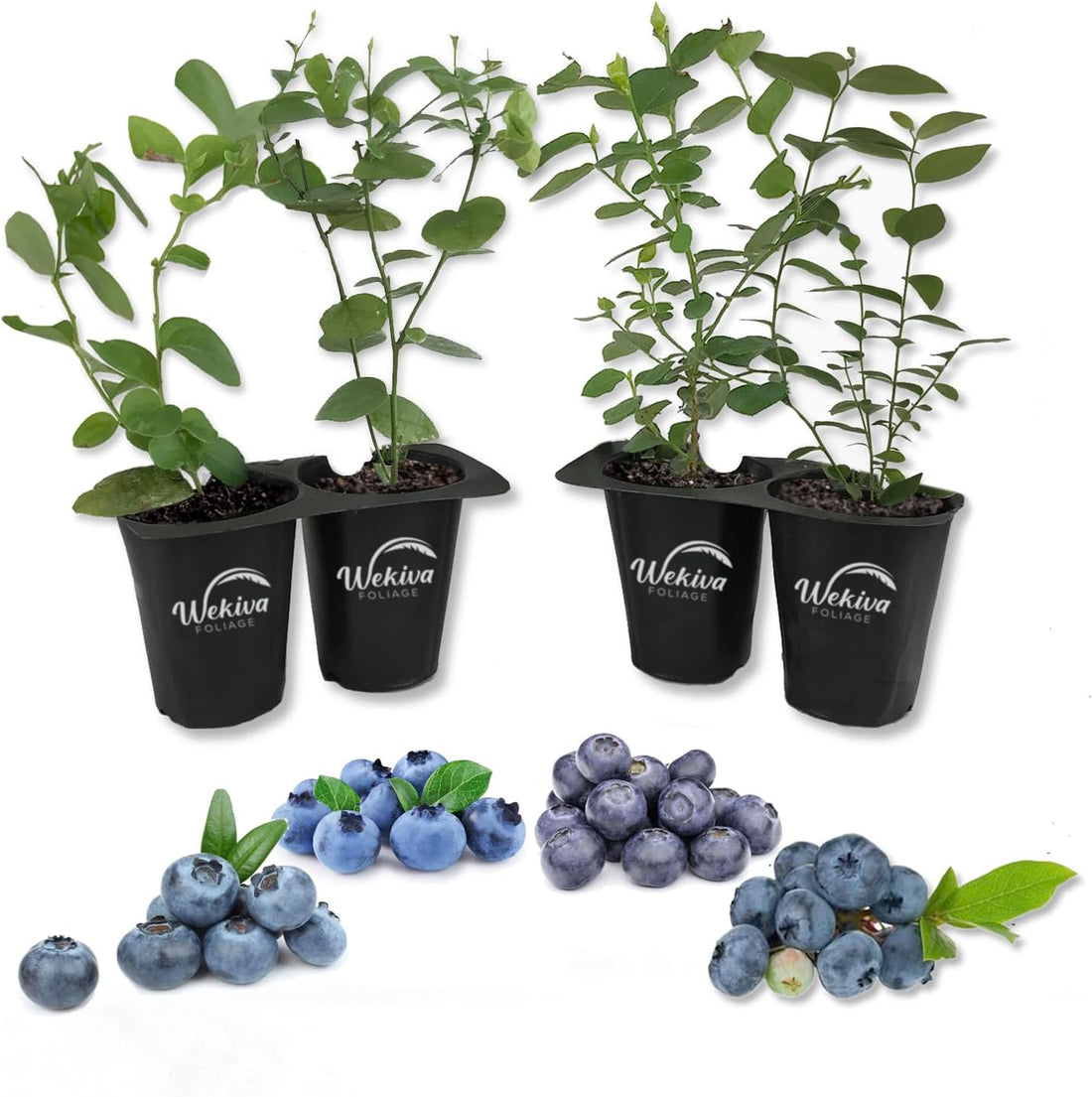 Ultimate Guide to Blueberry Plant Care: Growing and Maintaining Healthy Blueberry Bushes