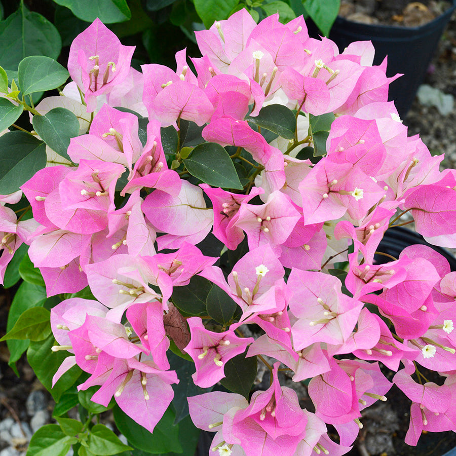 How to Plant Bougainvillea: A Guide to Vibrant Growth