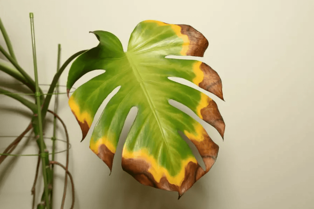 Top 5 Reasons Your Plant’s Leaves Are Turning Brown