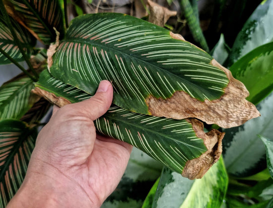 How to Fix and Prevent Brown Leaves on Houseplants