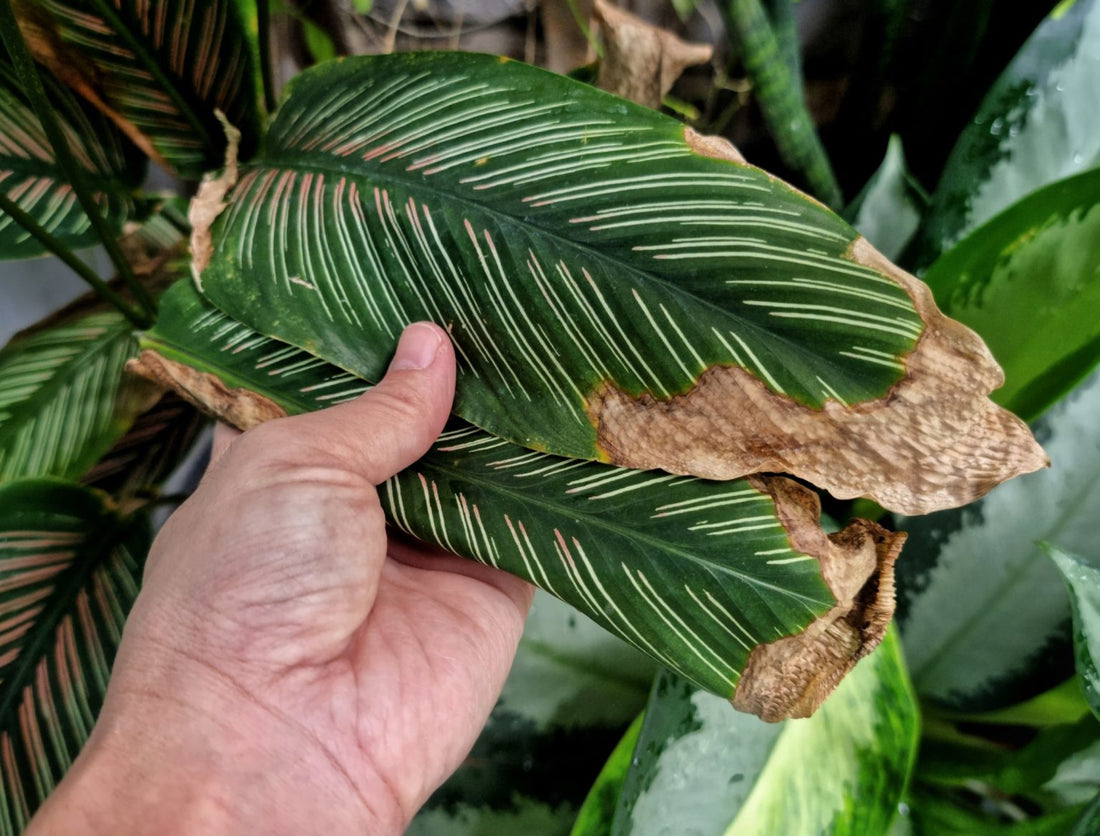 Why Are Houseplant Leaves Turning Brown?