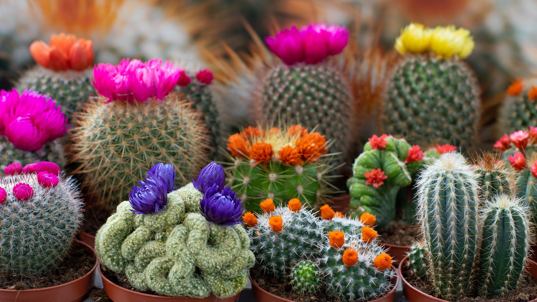 Cactus Potting Guide: Repotting and Caring for Cacti