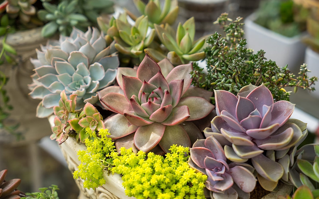 Are Succulent Plants?