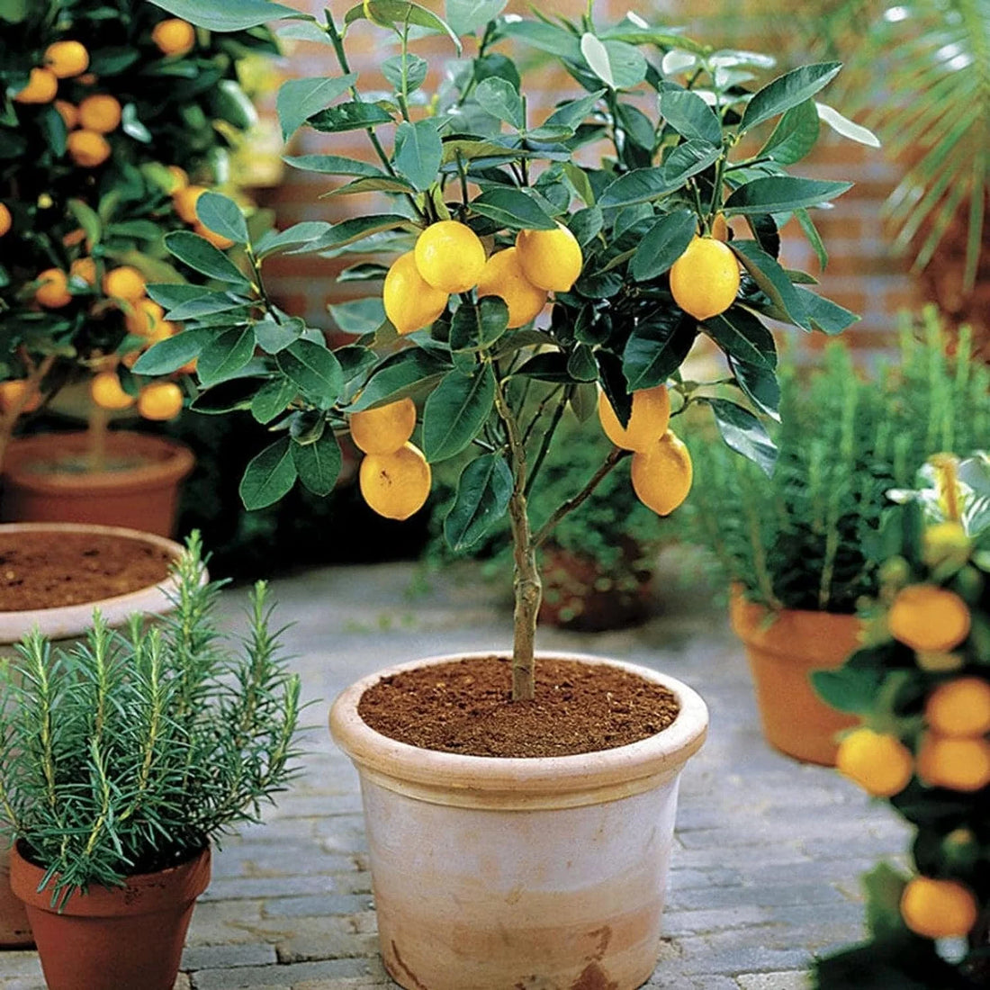 How to Turn Your Meyer Lemon Tree into a Fruit-Producing Powerhouse