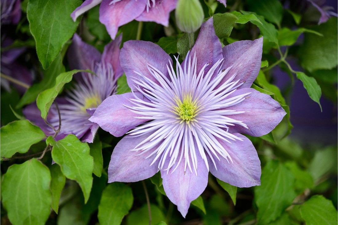 What Clematis Is Best for Shade