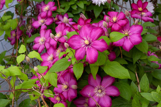 What Clematis Blooms All Summer