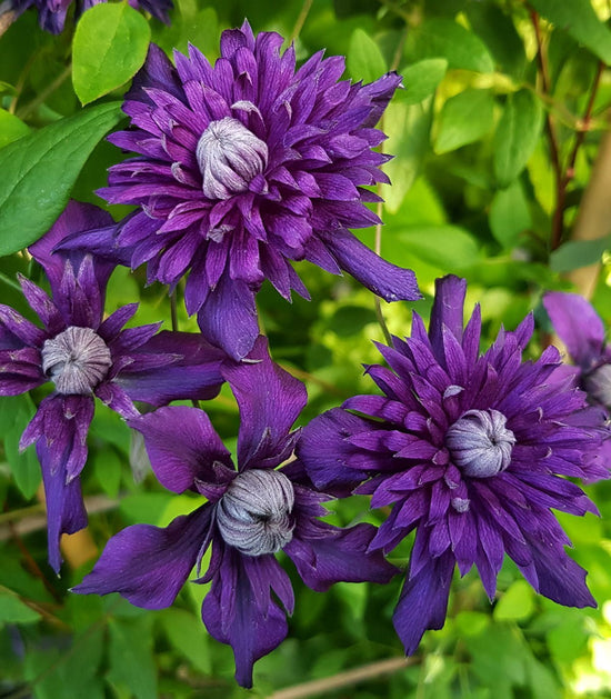 Can Clematis Grow in Shade?