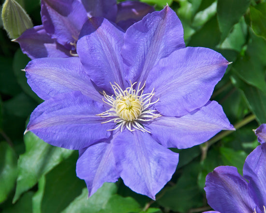 What Clematis Blooms in the Fall