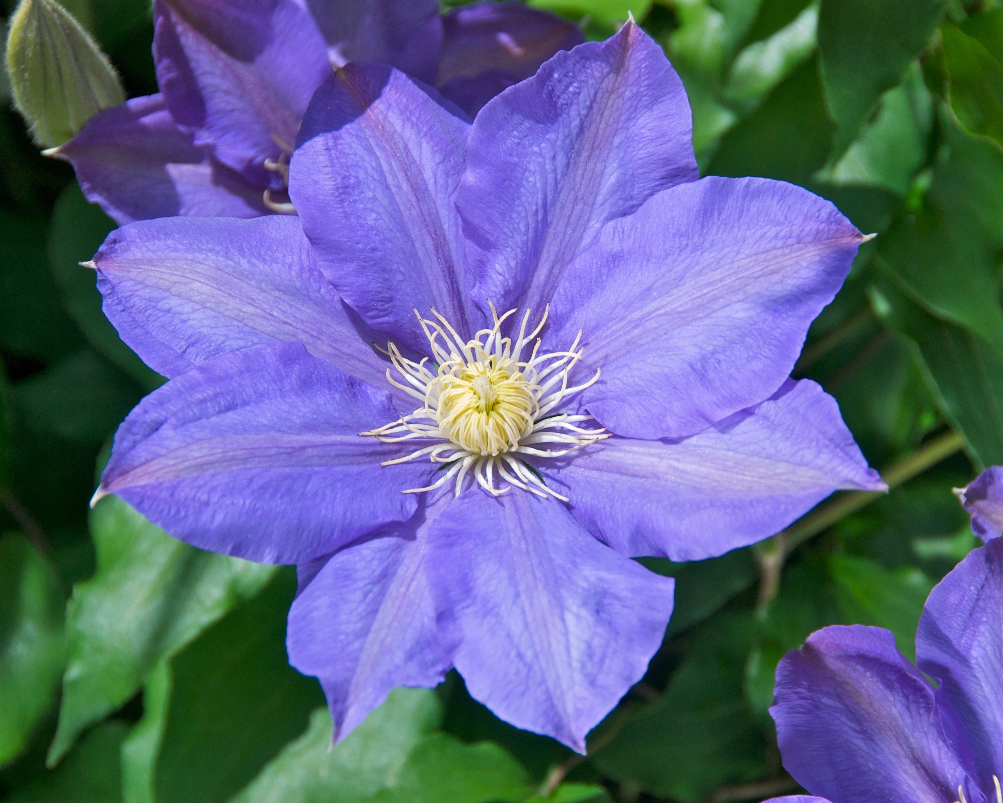 What Clematis Are in Group 2 – Wekiva Foliage