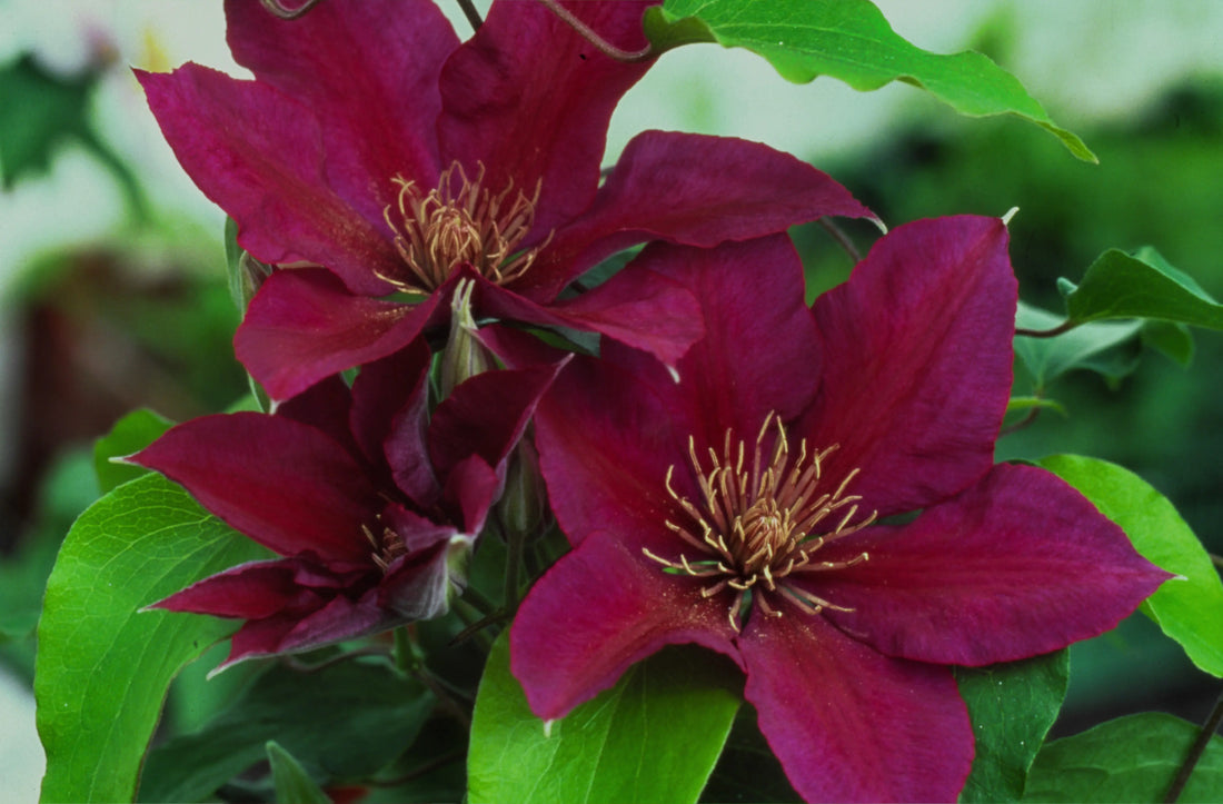 The Hidden World of Clematis: Rare Varieties You’ll Love