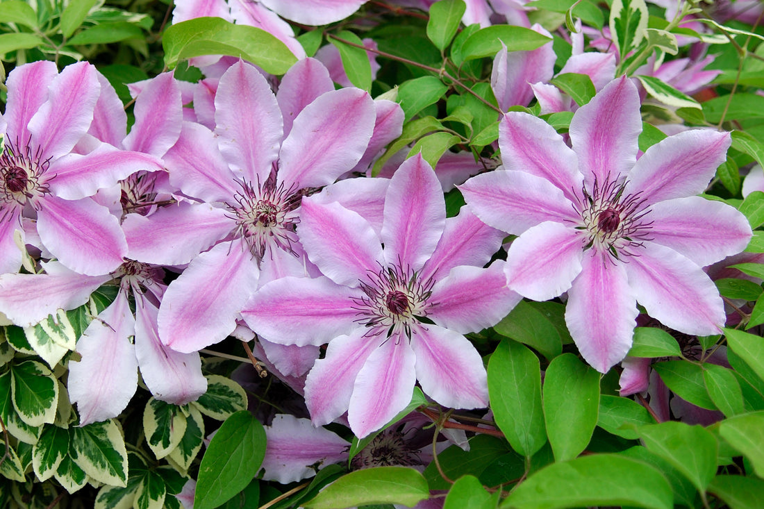 What Clematis Flowers All Summer