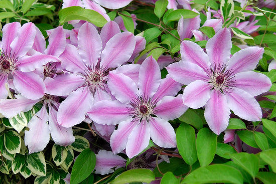 What Clematis Flowers All Summer