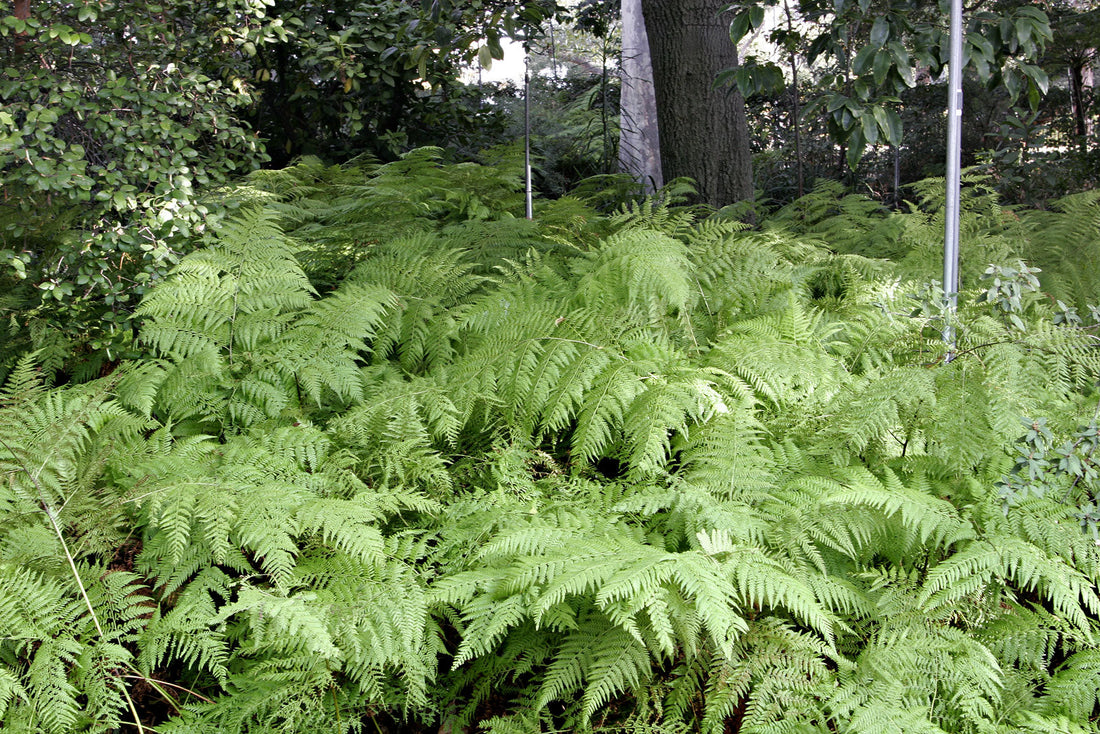 Transform Your Space: Top Ferns for Indoors and Outdoors