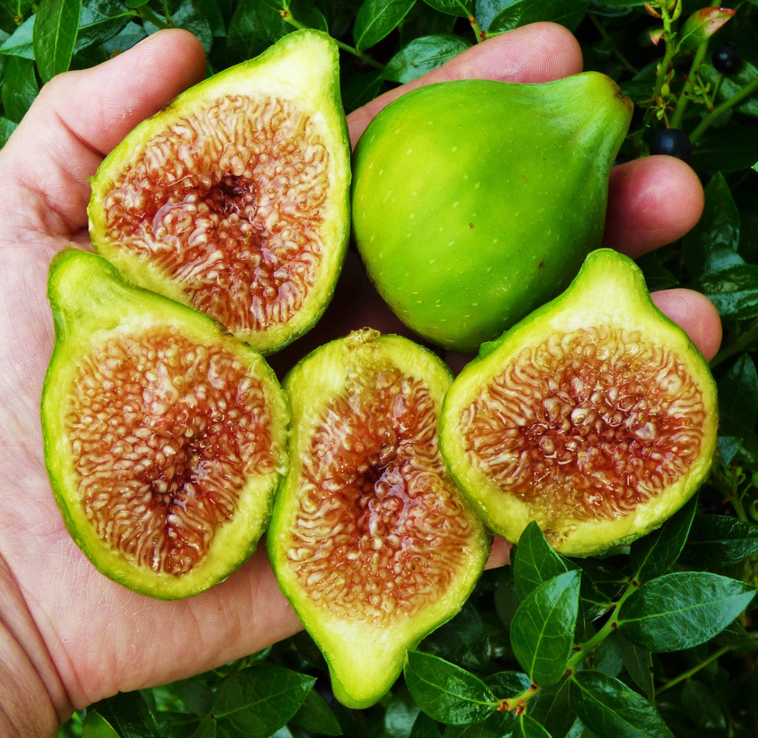 Top 5 Questions About Fig Trees: Answered