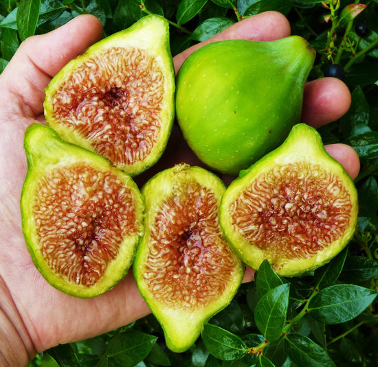 Top 5 Questions About Fig Trees: Answered