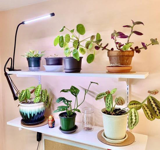 A Guide to Using Grow Lights for Indoor Plants