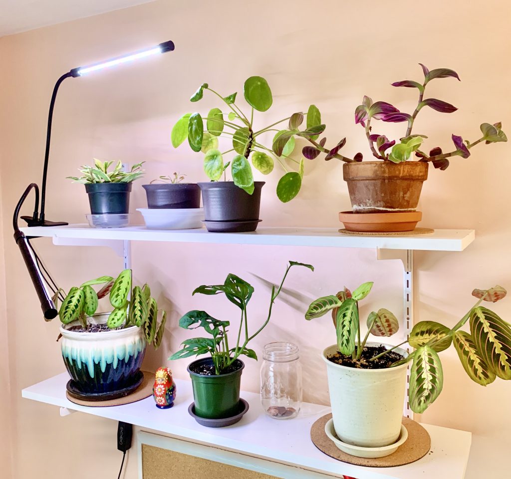 Houseplant Lighting: Finding the Perfect Spot for Your Plants