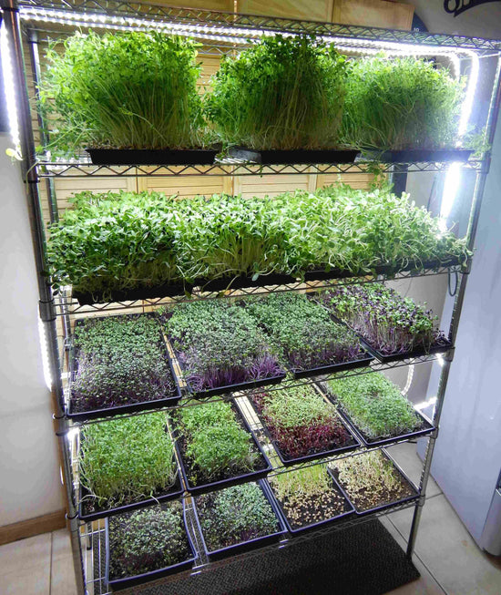 Growing Your Own Herbs and Vegetables from Seeds