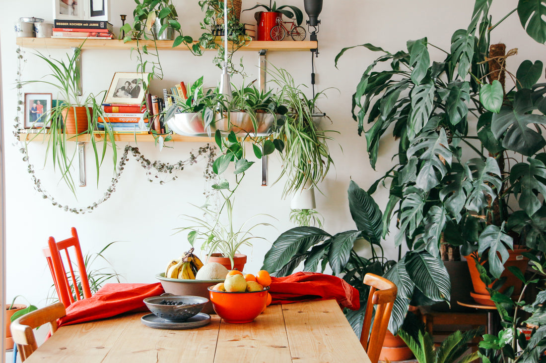 How to Make Tap Water Plant-Friendly: Easy Steps for Healthier Houseplants