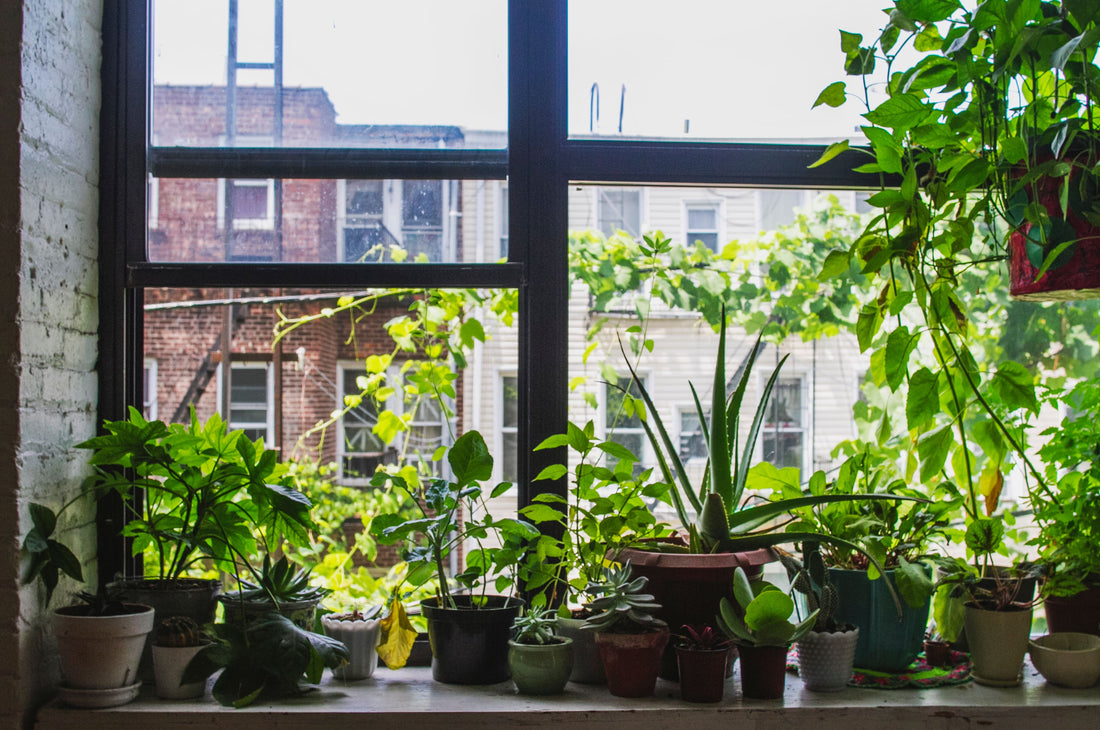 Mastering Humidity: How to Create the Perfect Microclimate for Your Plants