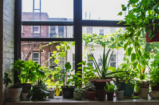 Indoor Houseplants Plants On a windowsill