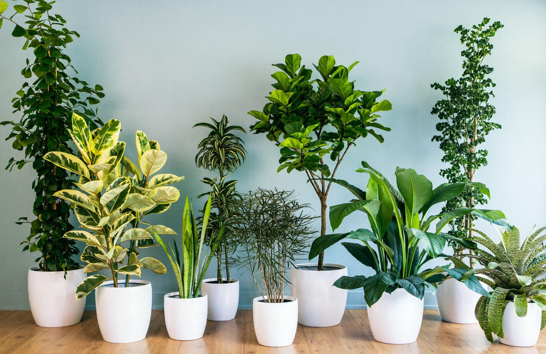 The Best Low-Light Indoor Plants for Beginners