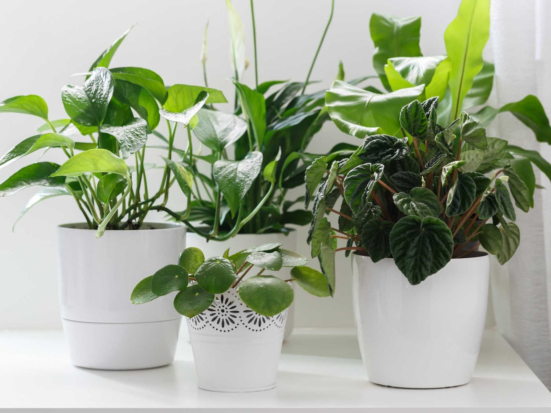 The Ultimate Guide to Thriving Houseplants