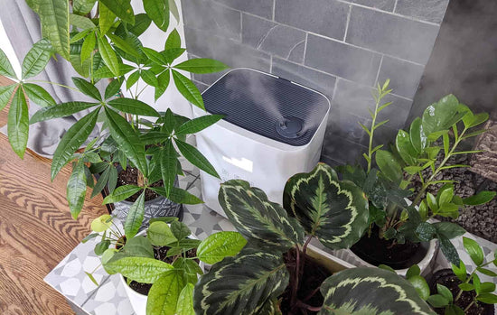 The Importance of Humidity for Indoor Plants and How to Increase It