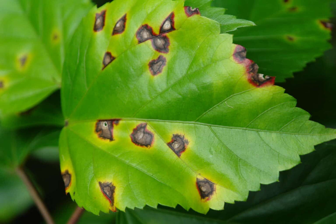 How to Treat Leaf Spot on Indoor Plants