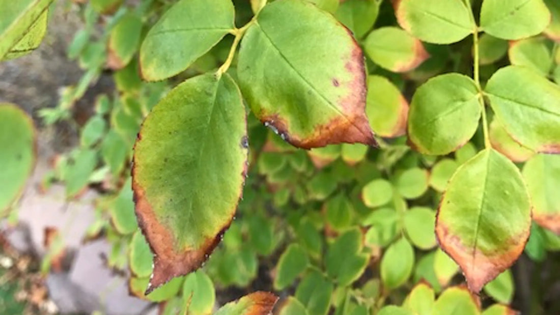 How to Prevent and Treat Leaf Tip Burn in Houseplants