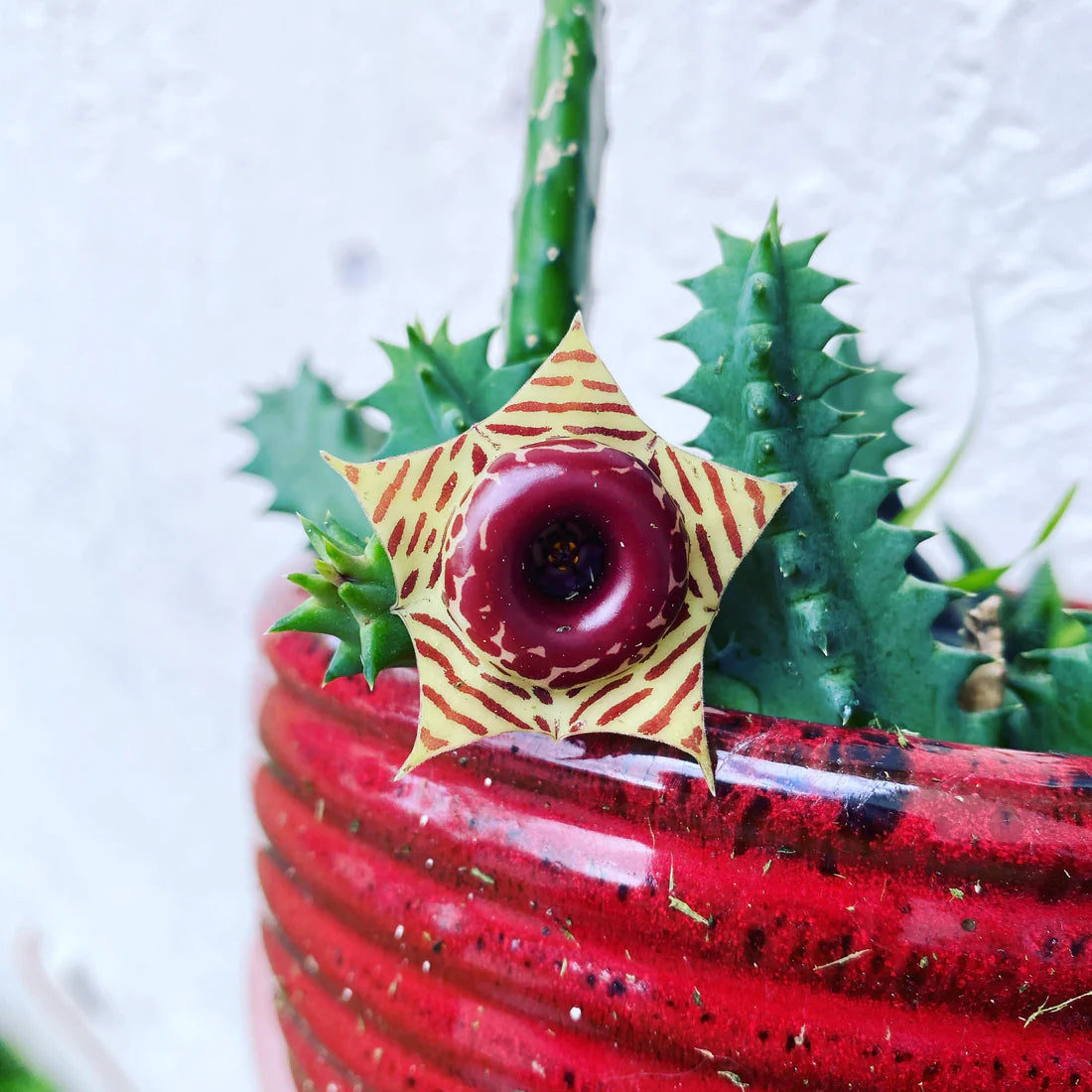 How to Get Lifesaver Cactus to Bloom