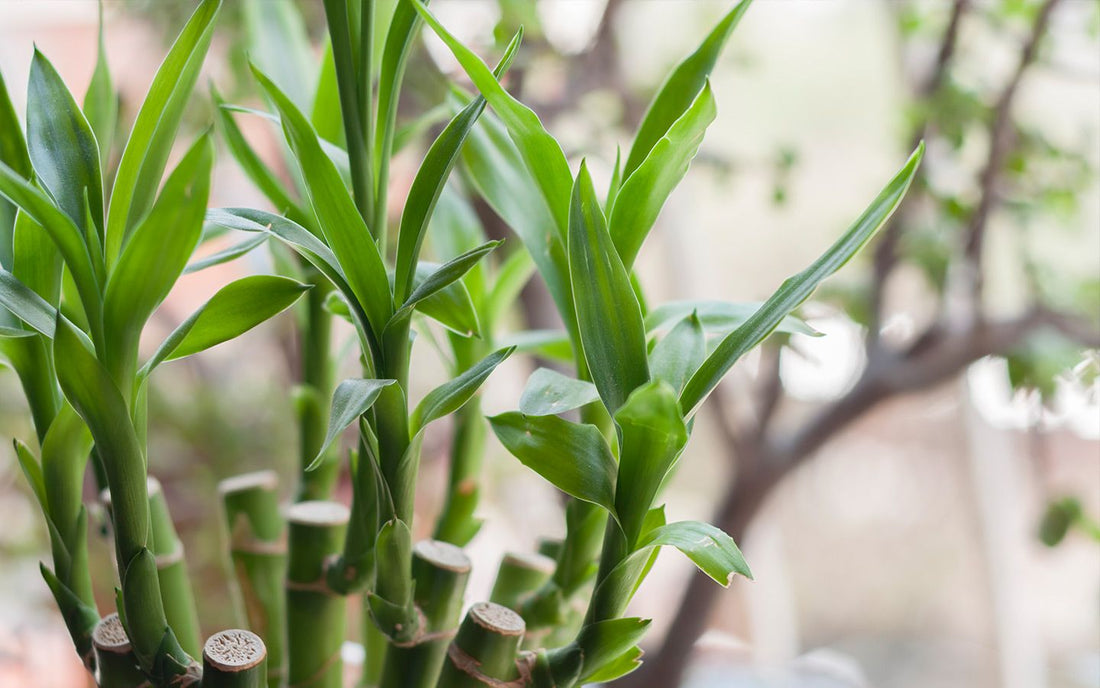 Lucky Bamboo Care: A Beginner’s Guide to Thriving Greenery Indoors