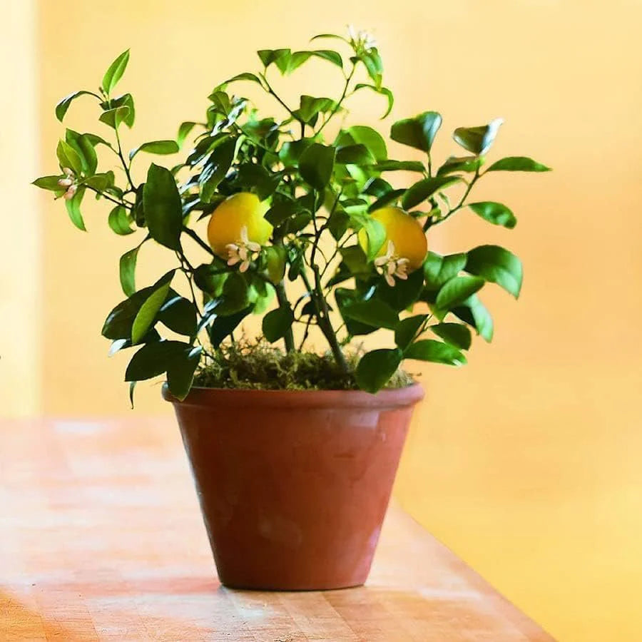 Unlock the Sweet Citrus Charm of Meyer Lemon Trees