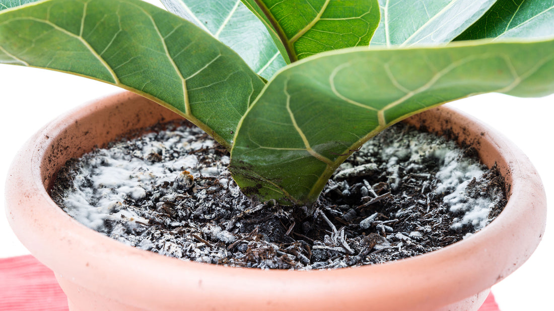 How to Treat & Prevent Fungus and Mold on Houseplants