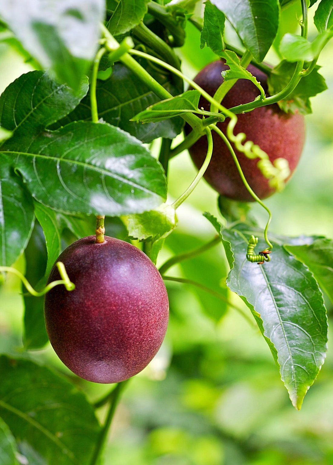 What Fruit Tree Grows the Fastest?