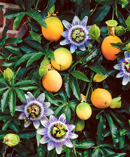 How Does Passion Fruit Plant Look Like?